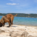 honden foto 