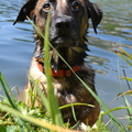 honden foto Met mijn Puppy ogen krijg ik 'bijna' alles voor elkaar..