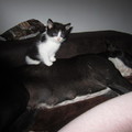 honden foto 