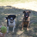 honden foto 