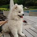 honden foto Hier was ik nog klein,maar al een hele stoere vent!