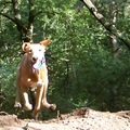 honden foto Racekonijn...