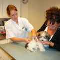 honden foto 3-9-12 ...deel 2...Prikje halen bij de dokter hihi. Niet leuk, au ;-)