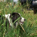 honden foto lekker grassprietjes eten