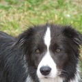honden foto 