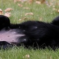 honden foto 