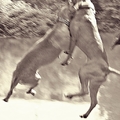 honden foto 