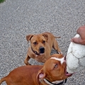 honden foto 