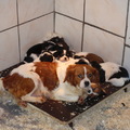honden foto 