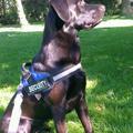 honden foto Er zit iets in die boom