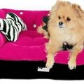 honden foto 