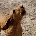 honden foto Duinen