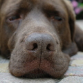 honden foto hihi