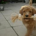 honden foto Met 't touw (22 jul 12)