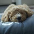honden foto Boris als ansichtkaart-fotomodel (22 jul 12)