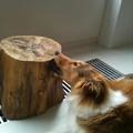 honden foto 