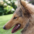 honden foto Genieten op het gras @ 21 weken