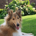 honden foto Hey ben jij dr ook? @ 21 weken