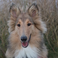 honden foto Kleurt lekker weg bij dat droge gras @ 22 weken