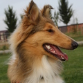 honden foto Mijn beste vriendin @ 23 weken