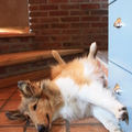 honden foto Die vloer is zo lekker koel @ 24 weken