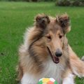 honden foto Spelen met het een van de balletjes @ 25 weken