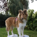 honden foto Ons nieuwste trucje, dit vind ze zo leuk @ 25 weken