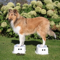 honden foto Op de krukjes staan @ 25 weken