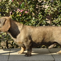 honden foto Bram, net geplukt....