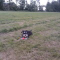 honden foto Aan het spelen met mijn bal.
Sparky is relax.