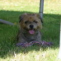 honden foto 
