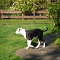 honden foto 