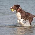 honden foto Bussloo 21 weken