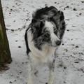 honden foto 