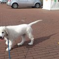 honden foto 