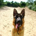 honden foto 