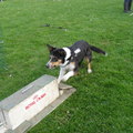 honden foto Good girl