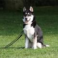 honden foto 