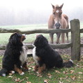 honden foto In de mist bij de paarden.