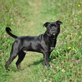 honden foto 