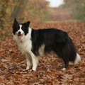 honden foto Herfstfoto