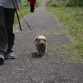 honden foto cobus aan de wandel