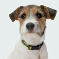 honden foto Gerard