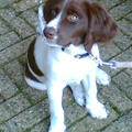 honden foto Peter