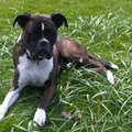 honden foto Mijn hond nicky! 