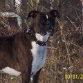 honden foto 