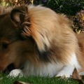 honden foto Rivka & het blad @ 29 weken