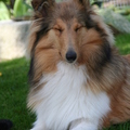 honden foto Dag lief vrouwtje @ 29 weken