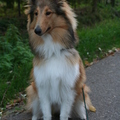 honden foto Lekker kijken tijdens een wandeling @ 30 weken