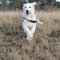 honden foto 